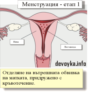 менструация - етап 1