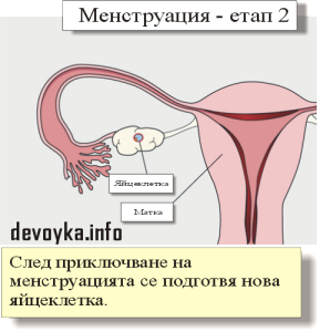менструация - етап 2
