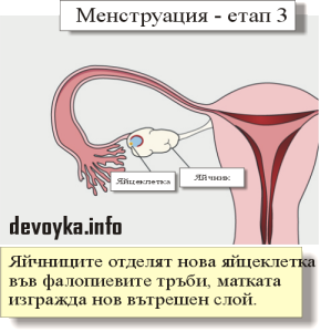 менструация - етап 3