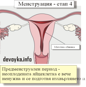 менструация - етап 4