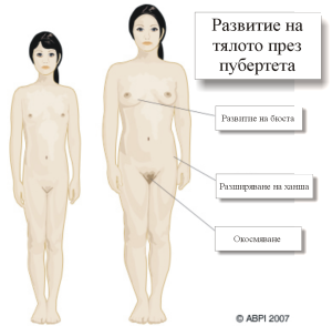 развитие на тялото през пубертета